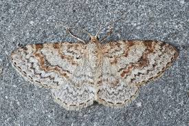 Attēlu rezultāti vaicājumam “Hydrelia sylvata”