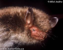 Attēlu rezultāti vaicājumam “Myotis daubentonii”