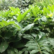 Attēlu rezultāti vaicājumam “Polygonatum multiflorum  leaf”