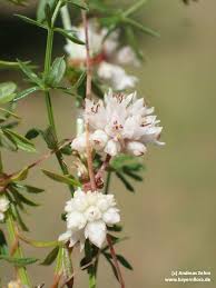Attēlu rezultāti vaicājumam “Cuscuta epithymum subsp. trifolii”