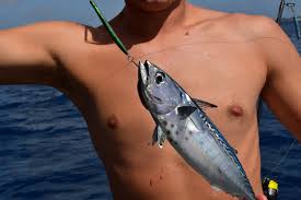 Image result for Euthynnus alletteratus