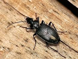 Attēlu rezultāti vaicājumam “Limodromus assimilis”