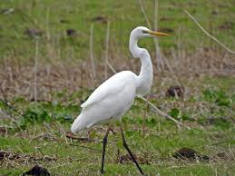 Attēlu rezultāti vaicājumam “Egretta alba”