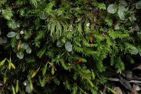 Attēlu rezultāti vaicājumam “Pohlia wahlenbergii var. calcarea”