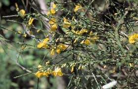 Image result for Cytisus scoparius