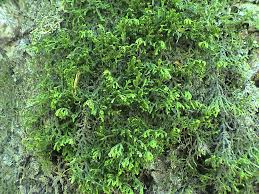 Attēlu rezultāti vaicājumam “Homomallium incurvatum”