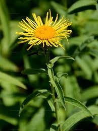 Attēlu rezultāti vaicājumam “Inula salicina leaf”