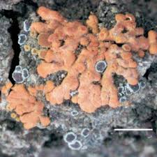 Attēlu rezultāti vaicājumam “Caloplaca scopularis”