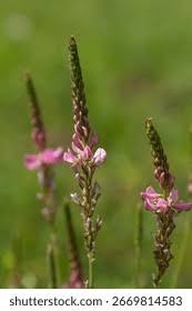 Attēlu rezultāti vaicājumam “Onobrychis arenaria flower”