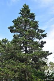 Attēlu rezultāti vaicājumam “Abies koreana”