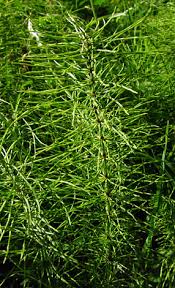 Attēlu rezultāti vaicājumam “Equisetum pratense”