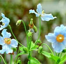 Image result for Scheinmohn