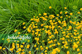 Attēlu rezultāti vaicājumam “Ranunculus acris”