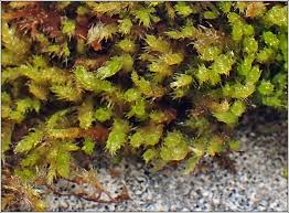 Attēlu rezultāti vaicājumam “Hypnum cupressiforme var. lacunosum sporophyte”
