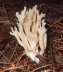 Attēlu rezultāti vaicājumam “Clavulina coralloides”