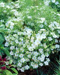 Image result for Nierembergia