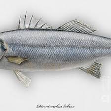 Image result for Dicentrarchus labrax