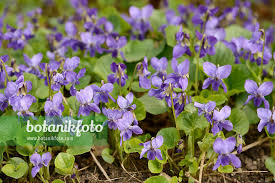 Attēlu rezultāti vaicājumam “Viola canina flower”
