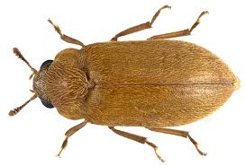 Attēlu rezultāti vaicājumam “Byturus tomentosus”