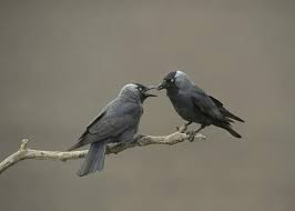 Attēlu rezultāti vaicājumam “Corvus monedula adult”