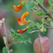 Image result for Colutea x media (arborescens x orientalis)