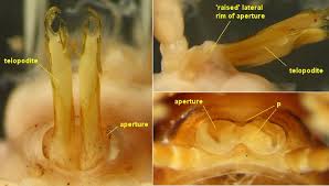 Attēlu rezultāti vaicājumam “Polypogon tentacularius male”