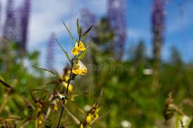 Attēlu rezultāti vaicājumam “Melampyrum pratense flower”