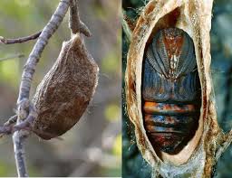 Attēlu rezultāti vaicājumam “cocoon”