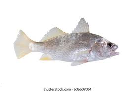 Image result for Micropogonias undulatus