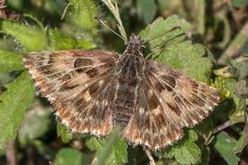 Attēlu rezultāti vaicājumam “Carcharodus floccifera upperside”