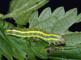 Attēlu rezultāti vaicājumam “Ceramica pisi”