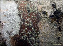 Attēlu rezultāti vaicājumam “Pertusaria leioplaca”