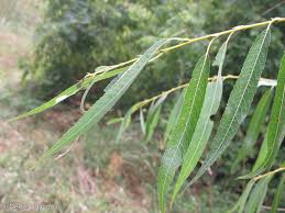 Attēlu rezultāti vaicājumam “Salix daphnoides subsp. acutifolia bud”