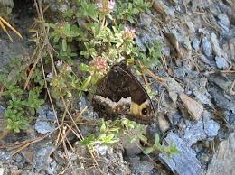 Attēlu rezultāti vaicājumam “Hipparchia alcyone underside”