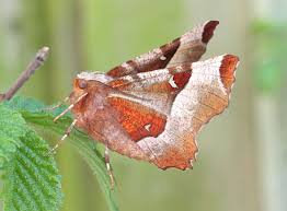 Attēlu rezultāti vaicājumam “Selenia tetralunaria”