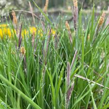 Attēlu rezultāti vaicājumam “Carex nigra”