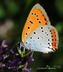 Attēlu rezultāti vaicājumam “Lycaena dispar”