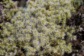 Attēlu rezultāti vaicājumam “Racomitrium canescens sporophyte”