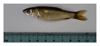 Image result for Mylopharyngodon piceus