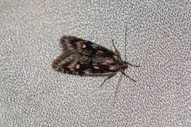 Attēlu rezultāti vaicājumam “Semioscopis oculella”