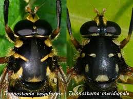 Attēlu rezultāti vaicājumam “Temnostoma vespiforme”