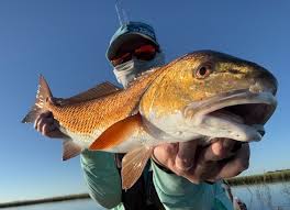 Image result for Sciaenops ocellatus