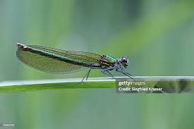 Attēlu rezultāti vaicājumam “Calopteryx virgo female”
