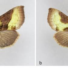 Attēlu rezultāti vaicājumam “Diachrysia tutti”