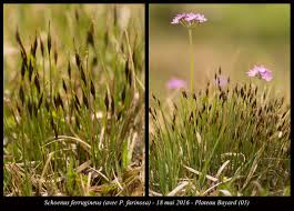 Attēlu rezultāti vaicājumam “Schoenus ferrugineus flower”