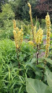 Image result for Königskerzen