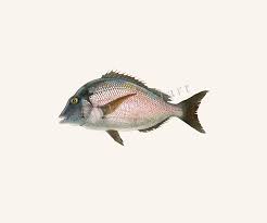 Image result for Stenotomus chrysops