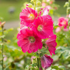 Attēlu rezultāti vaicājumam “Alcea rosea”