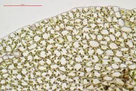 Attēlu rezultāti vaicājumam “Jungermannia hyalina”