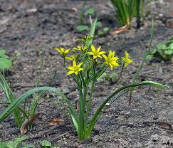 Attēlu rezultāti vaicājumam “Gagea lutea”
